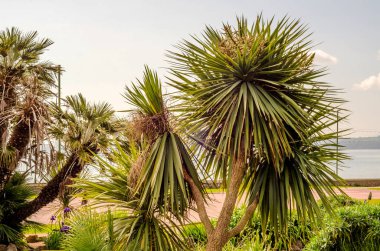 VI güzel egzotik palmiye ağacı Promenade, renkli çiçekler