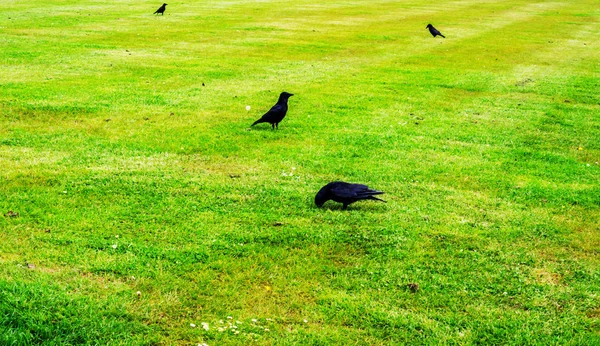 Zbliżenie na czarne kruki, dzikiego ptactwa w miejskim ogrodzie, soczysty — Zdjęcie stockowe