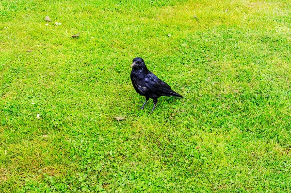 Закрыть вид на черную рябину, диких птиц в городском саду, сочный — стоковое фото