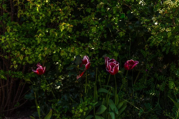 Close up view on colorful flowers and green plants, well-kept pa — Stock Photo, Image