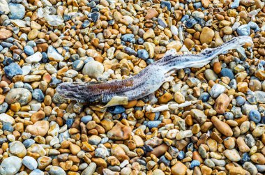 Ölü balık ve çakıl plajı, güzel renkli taşlar Üstten Görünüm