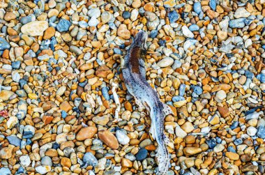 Ölü balık ve çakıl plajı, güzel renkli taşlar Üstten Görünüm