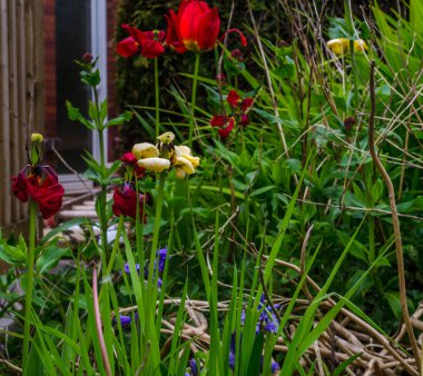 Görünümü renkli çiçekler ve yeşil bitkiler, bakımlı pa kadar kapatın