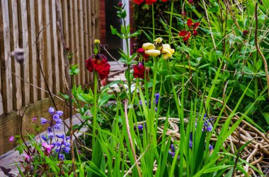 Görünümü renkli çiçekler ve yeşil bitkiler, bakımlı pa kadar kapatın