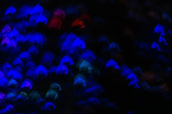 Hermoso fondo con delfines de diferentes colores, ba abstracta —  Fotos de Stock