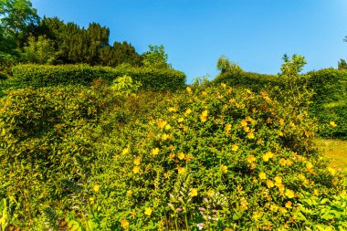 Taze bitki örtüsü, kesilmiş yeşil park park walkin, bakımlı