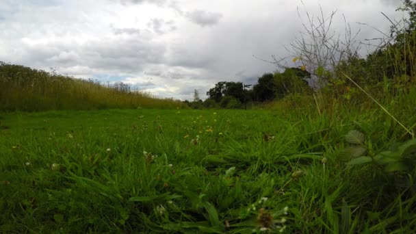 Krásný zelený park, místo relaxace a aktivního sportu, zeleně ve městě — Stock video