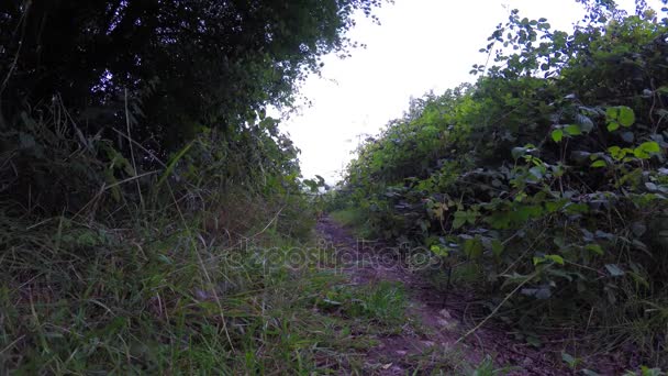 Sentier pédestre dans un beau parc verdoyant, un lieu de détente et de sport actif, vert dans la ville 