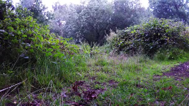 Caminho a pé em um belo parque verde, um lugar de relaxamento e esporte ativo, verde na cidade — Vídeo de Stock