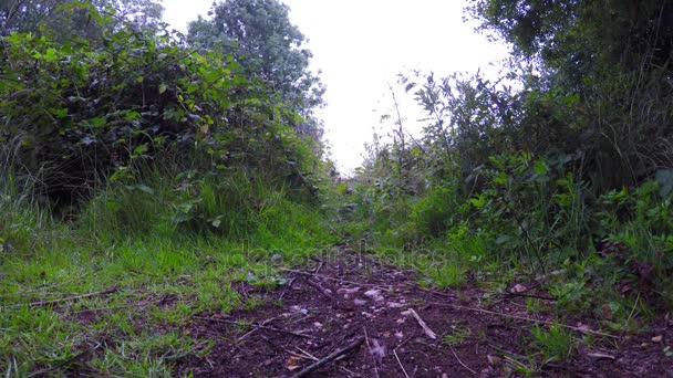 Sendero para caminar en un hermoso parque verde, un lugar de relajación y deporte activo, verde en la ciudad — Vídeos de Stock