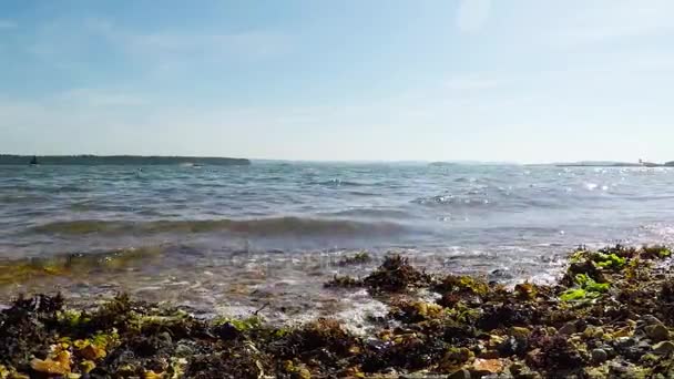 Pebble beach with algae over the ocean, beautiful blue water, waves washing the shore — Stock Video