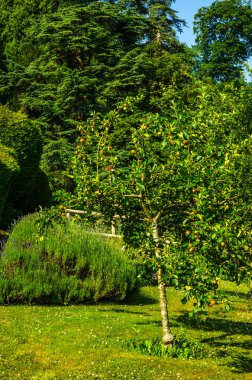 Taze bitki örtüsü, kesilmiş yeşil park park walkin, bakımlı