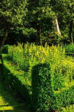 Taze bitki örtüsü, kesilmiş yeşil park park walkin, bakımlı