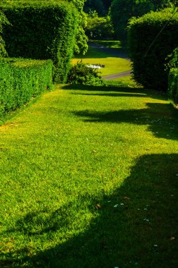 Taze bitki örtüsü, kesilmiş yeşil park park walkin, bakımlı