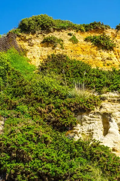 Seaside kumtaşı hillside ot ve çalılar, geolog ile kaplı