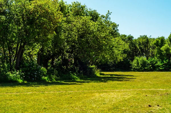 Taze bitki örtüsü, kesilmiş yeşil park park walkin, bakımlı