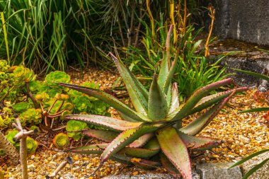 egzotik bitki çakıl üzerinde yeşil alışılmadık, egzotik kentsel yeşil yaprakları.