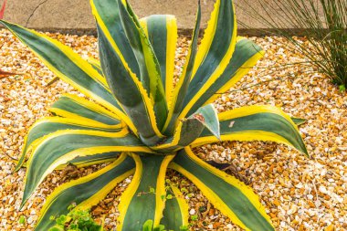 egzotik bitki çakıl üzerinde yeşil alışılmadık, egzotik kentsel yeşil yaprakları.