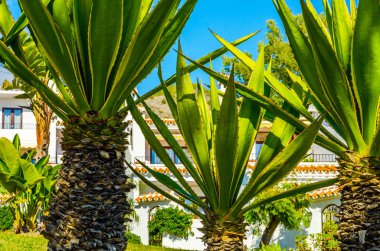 güzel Yayilim palmiye ağacı sahilde, egzotik bitkiler sembolü