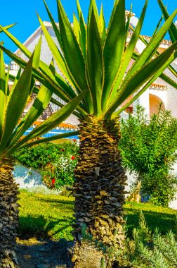 güzel Yayilim palmiye ağacı sahilde, egzotik bitkiler sembolü