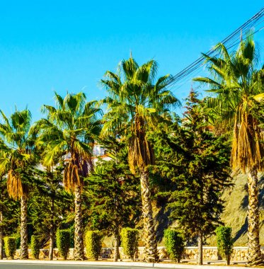 güzel Yayilim palmiye ağacı sahilde, egzotik bitkiler sembolü