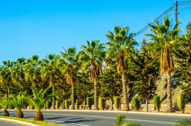 güzel Yayilim palmiye ağacı sahilde, egzotik bitkiler sembolü