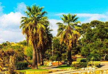 güzel Yayilim palmiye ağacı sahilde, egzotik bitkiler sembolü