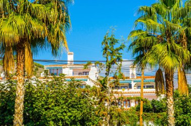 güzel Yayilim palmiye ağacı sahilde, egzotik bitkiler sembolü