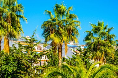 güzel Yayilim palmiye ağacı sahilde, egzotik bitkiler sembolü