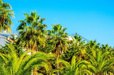 güzel Yayilim palmiye ağacı sahilde, egzotik bitkiler sembolü