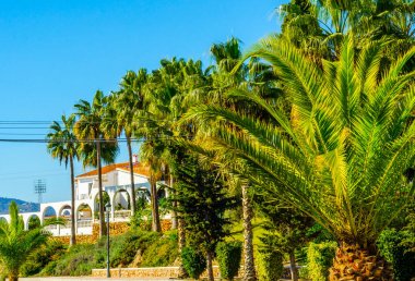 güzel Yayilim palmiye ağacı sahilde, egzotik bitkiler sembolü