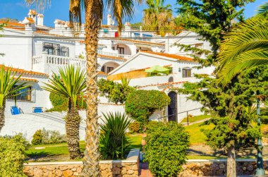 güzel Yayilim palmiye ağacı sahilde, egzotik bitkiler sembolü