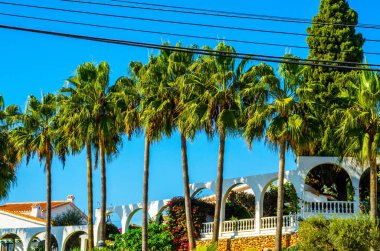 güzel Yayilim palmiye ağacı sahilde, egzotik bitkiler sembolü