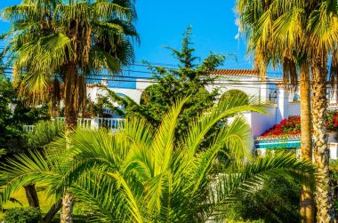 güzel Yayilim palmiye ağacı sahilde, egzotik bitkiler sembolü