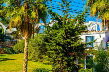 güzel Yayilim palmiye ağacı sahilde, egzotik bitkiler sembolü