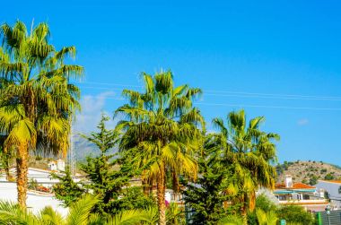 güzel Yayilim palmiye ağacı sahilde, egzotik bitkiler sembolü