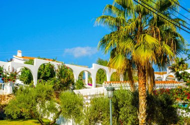 güzel Yayilim palmiye ağacı sahilde, egzotik bitkiler sembolü