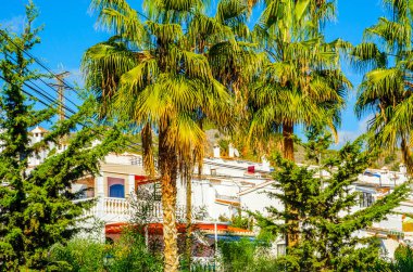 güzel Yayilim palmiye ağacı sahilde, egzotik bitkiler sembolü