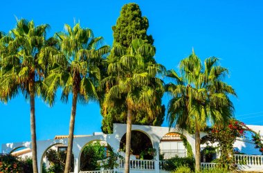 güzel Yayilim palmiye ağacı sahilde, egzotik bitkiler sembolü