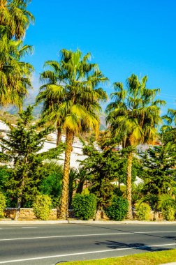 güzel Yayilim palmiye ağacı sahilde, egzotik bitkiler sembolü