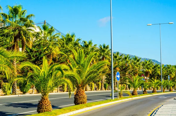 güzel Yayilim palmiye ağacı sahilde, egzotik bitkiler sembolü