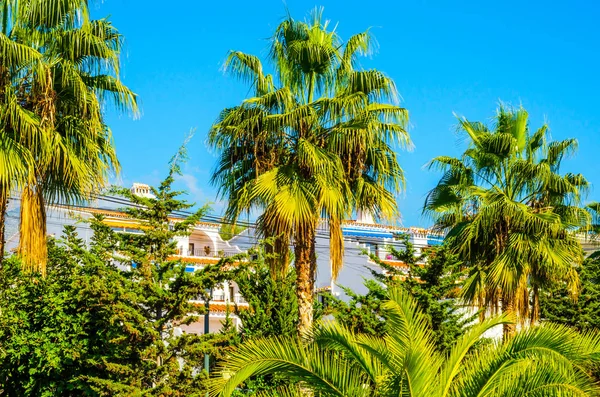 güzel Yayilim palmiye ağacı sahilde, egzotik bitkiler sembolü