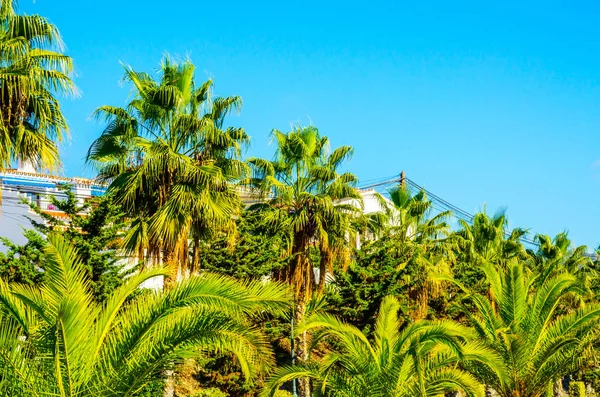 Hermosa palmera extendida en la playa, símbolo de plantas exóticas — Foto de Stock