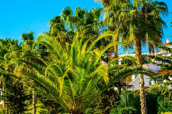 güzel Yayilim palmiye ağacı sahilde, egzotik bitkiler sembolü