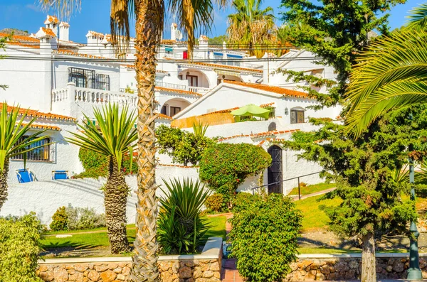 güzel Yayilim palmiye ağacı sahilde, egzotik bitkiler sembolü