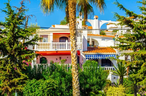 güzel Yayilim palmiye ağacı sahilde, egzotik bitkiler sembolü