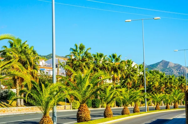 güzel Yayilim palmiye ağacı sahilde, egzotik bitkiler sembolü