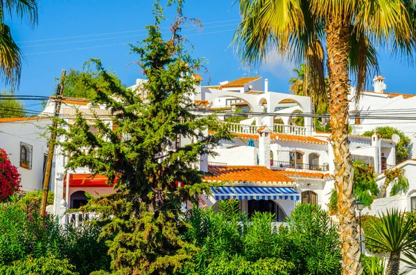 güzel Yayilim palmiye ağacı sahilde, egzotik bitkiler sembolü