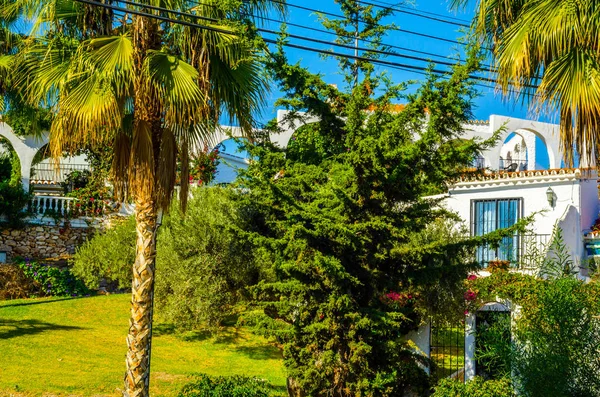 güzel Yayilim palmiye ağacı sahilde, egzotik bitkiler sembolü