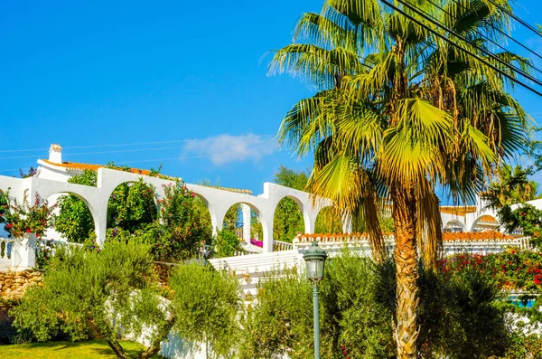 güzel Yayilim palmiye ağacı sahilde, egzotik bitkiler sembolü